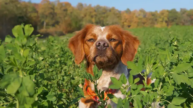Comment démarrer un jeune chien pour la chasse?