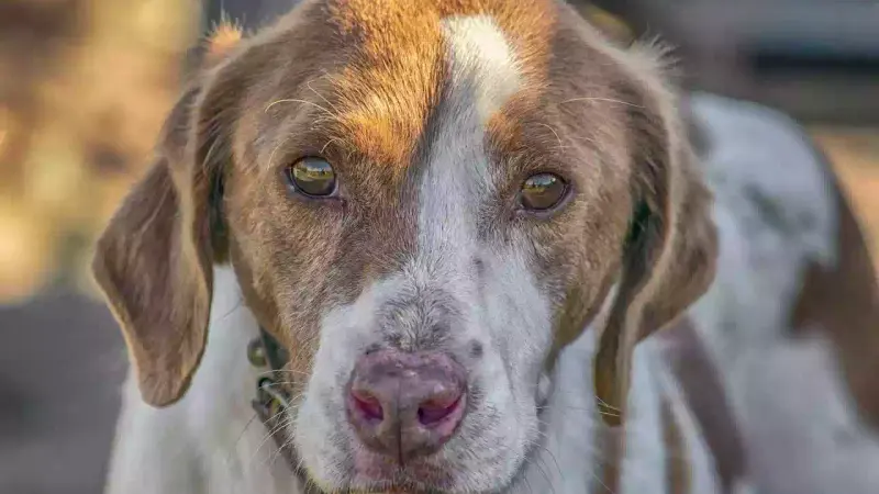L’affaire des chiens de chasse tués en Ardèche provoque l’indignation totale des élus locaux