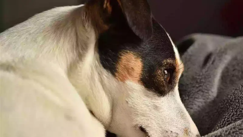 Jack Russel attaqué par des sangliers