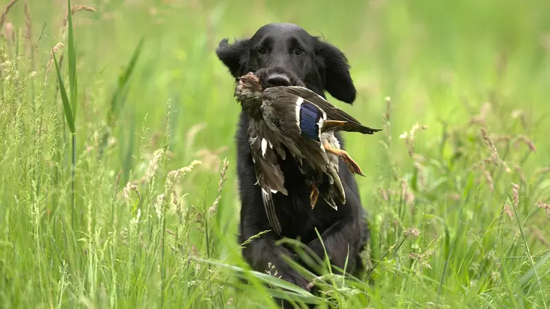La journée internationale du chien, c’est aujourd’hui!