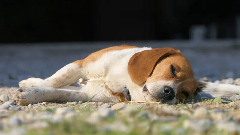 La Fédération des chasseurs des Hautes-Pyrénées lance l’alerte sur la maladie qui tue les chiens
