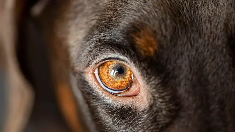 Top 10 des chiens les plus intelligents
