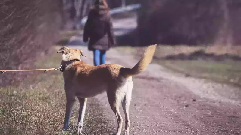 chien abandonné dans l'Aisne