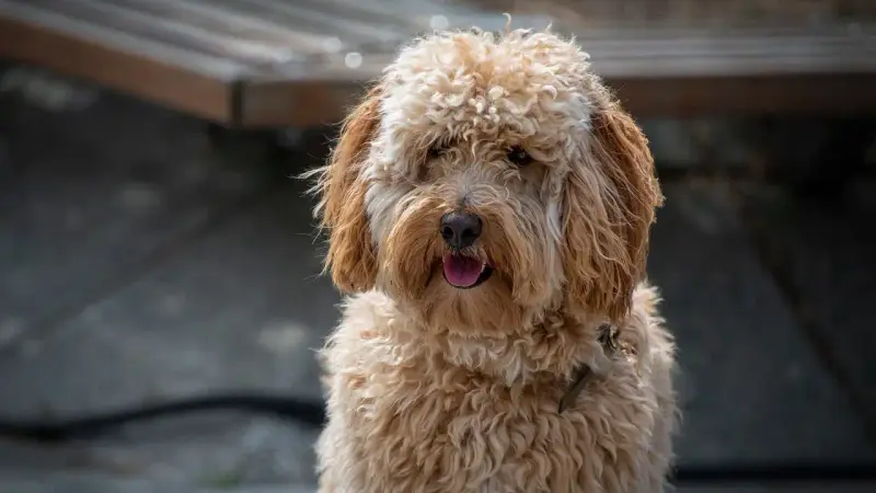 Labradoodle