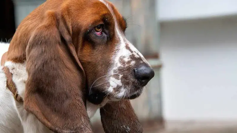 Cinq chiens de chasse volés et retrouvés ce week-end dans les Deux-Sèvres
