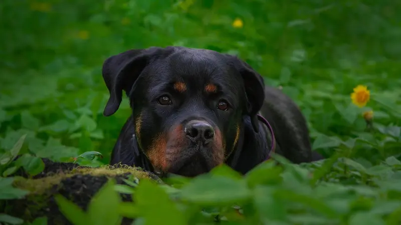 Rottweiler attaqué par un loup