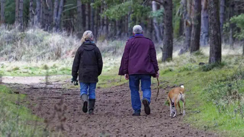 chien en laisse en forêt