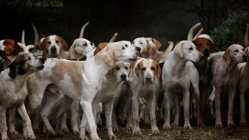 Le gouvernement peut-il instaurer un impôt sur les chiens en France?