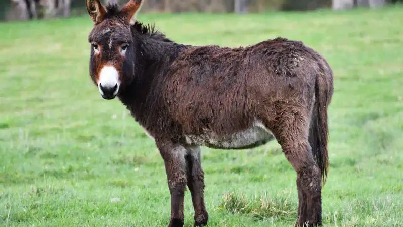 Des ânes contre les loups