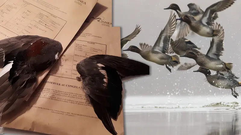 La lecture d’ailes d’anatidés et de vanneaux expliquée en détail