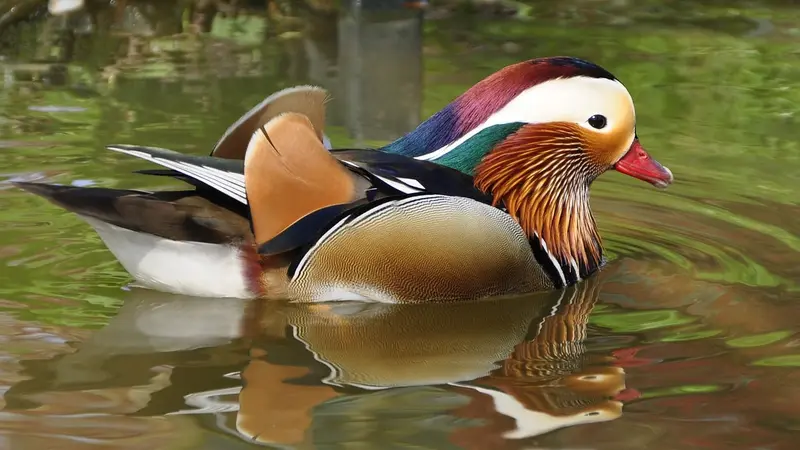 Grippe aviaire : 3500 oiseaux de la Ferme de Beaumont abattus