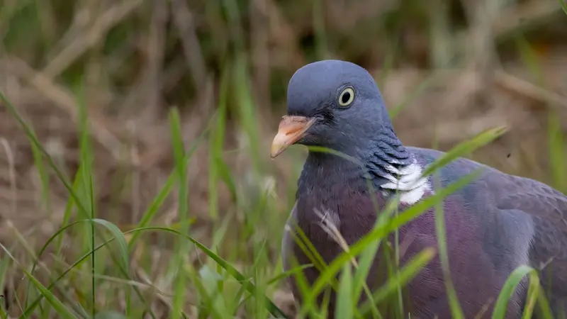 Quelle est la durée de vie d’un pigeon ramier ?