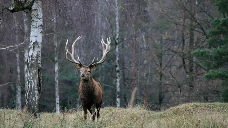 cerfs ICE