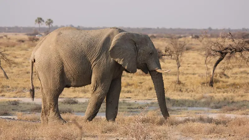 Le WWF se prononce en faveur de la chasse aux trophées