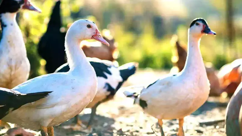 elevage-canard-Soustons