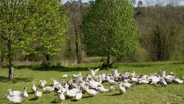 Grippe aviaire : 190 000 canards abattus aux Pays-Bas