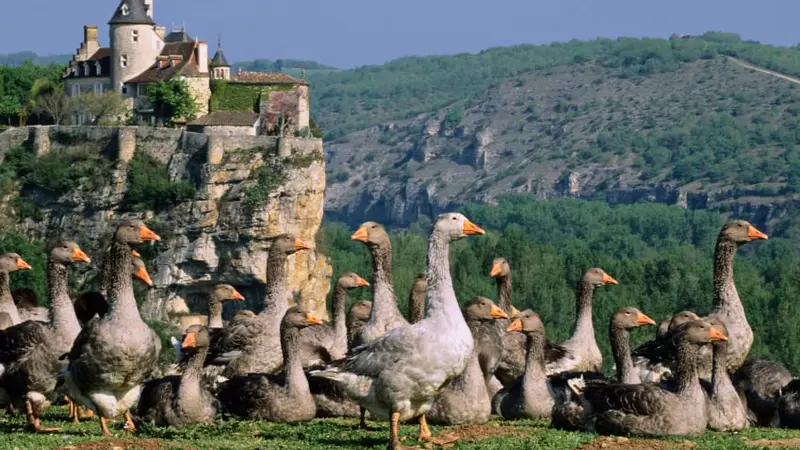 elevage-oie-grippe-aviaire