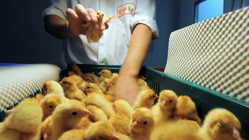 Reportage Arte sur le droit des animaux