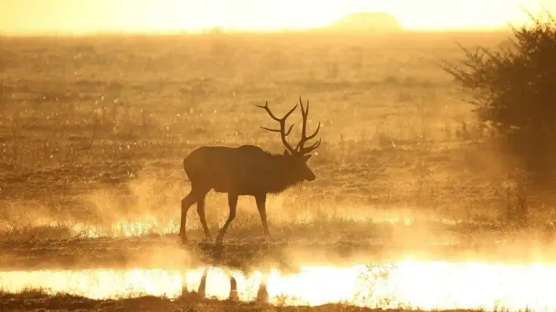 maladie du cerf zombie