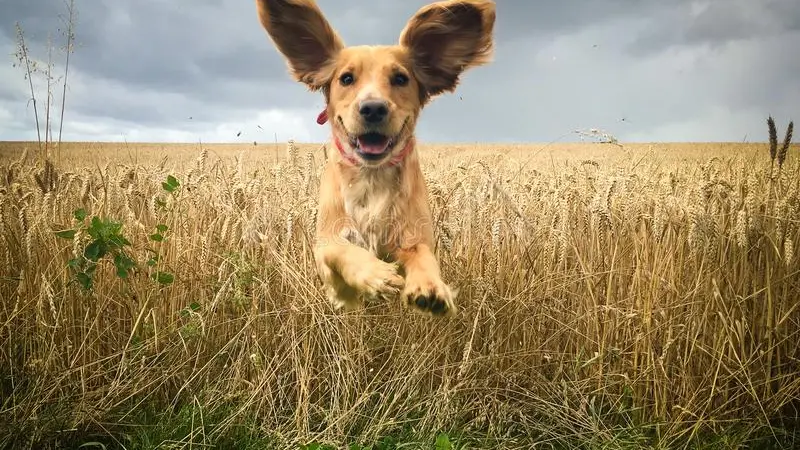 Empoissonnements de chiens au pesticide : une vétérinaire veut porter plainte
