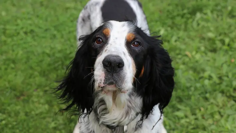 La Fédération des chasseurs de l’Aveyron organise une formation de secourisme canin