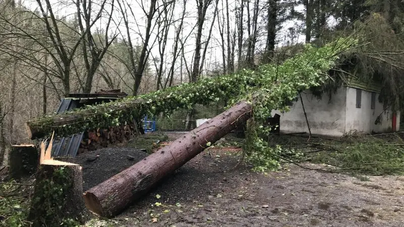 Ardennes : 2 arbres abattus sciemment pour écrouler une cabane de chasse