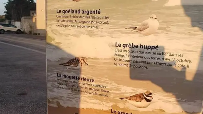 Grèbe, bécasseau, mouette… plusieurs erreurs constatées sur un panneau informatif du Calvados