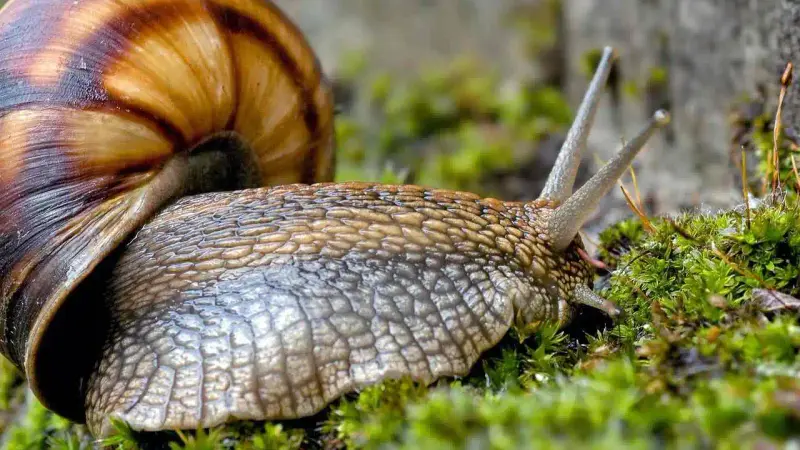 escargot