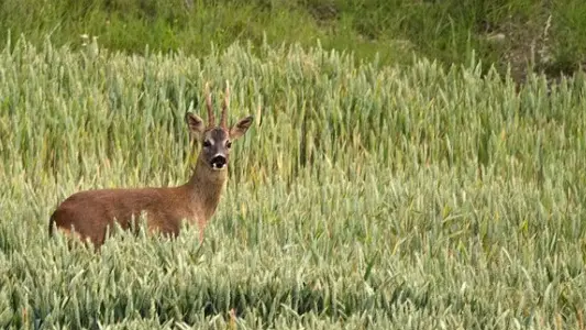La chasse suspendue dans le Loir-et-Cher