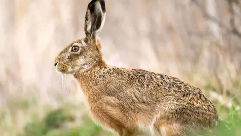 Tularémie confirmée sur un lièvre : les chasseurs de la Creuse en alerte
