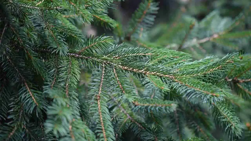 sapin de noel lac du der