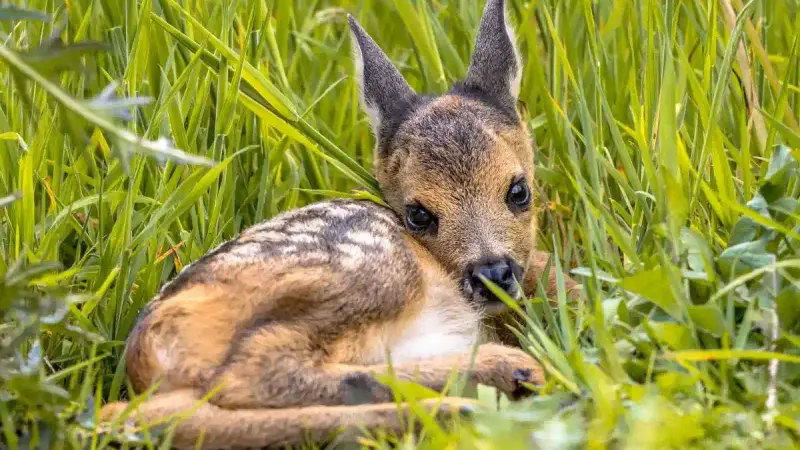 Adoption de marcassins ou de faons : le ministère de la Transition écologique veut durcir les règles sur la détention d’animaux non domestiques