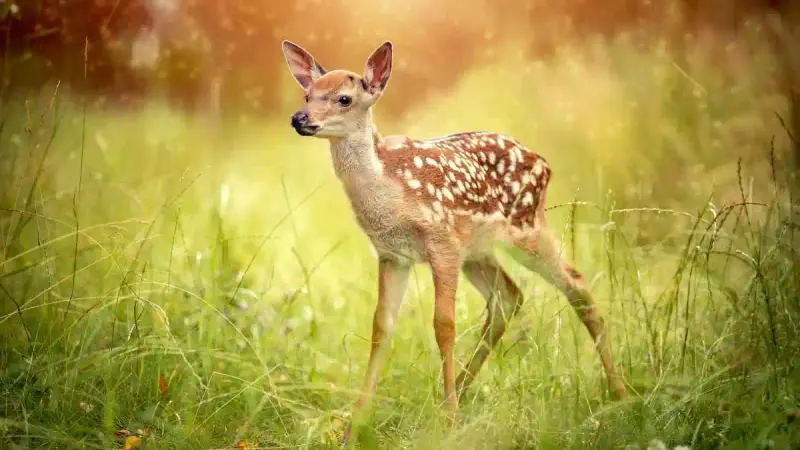 Que faire si je trouve un jeune animal sauvage ?
