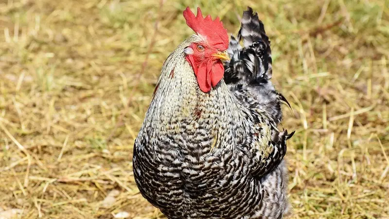 Une plainte anonyme déposée contre un coq qui chante dans le Morbihan