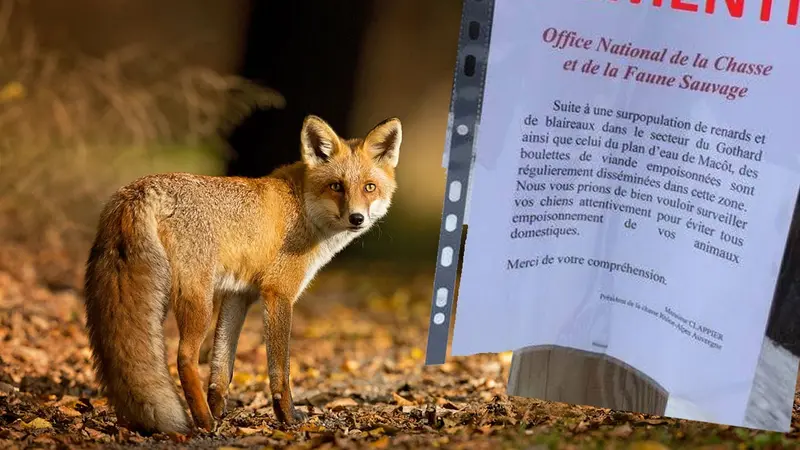 Une fausse affiche concernant une campagne d’empoisonnement des renards et des blaireaux en Savoie