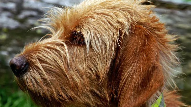 Fauve de Bretagne