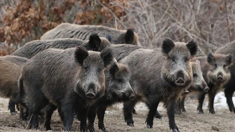 Vidéo : une compagnie de sangliers entière au ferme
