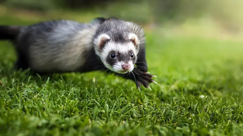 Furet