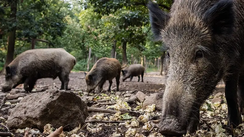 Gard : fin de l’agrainage du sanglier