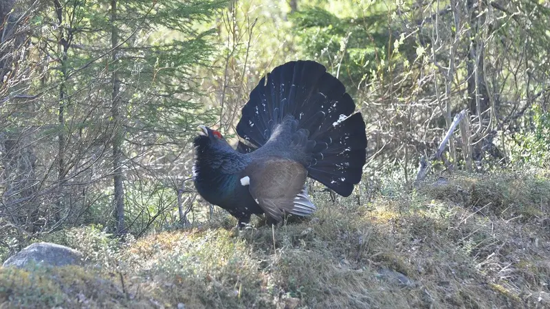 Chasse au Grand Tétras : les chasseurs n’ont pas attendu Barbara Pompili