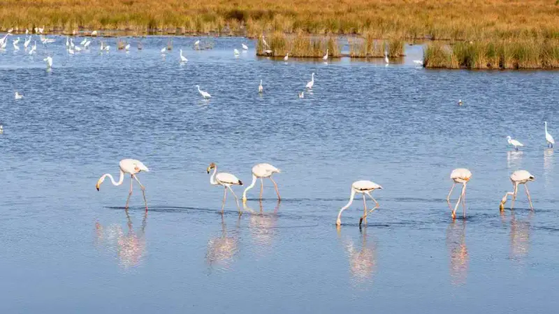 Renards et goélands ont décimé la reproduction des flamants roses en Espagne