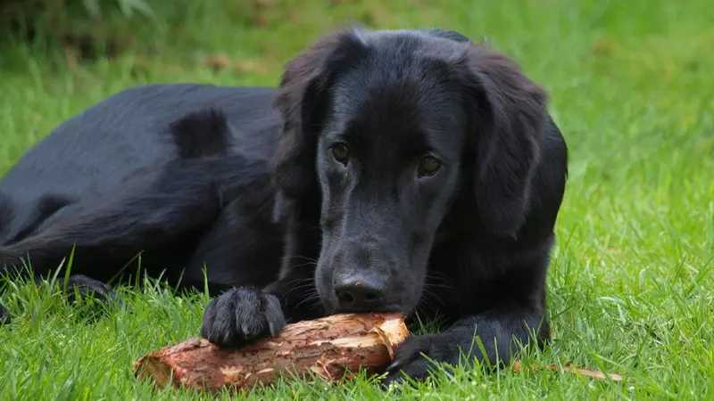 Flat-coated retriever
