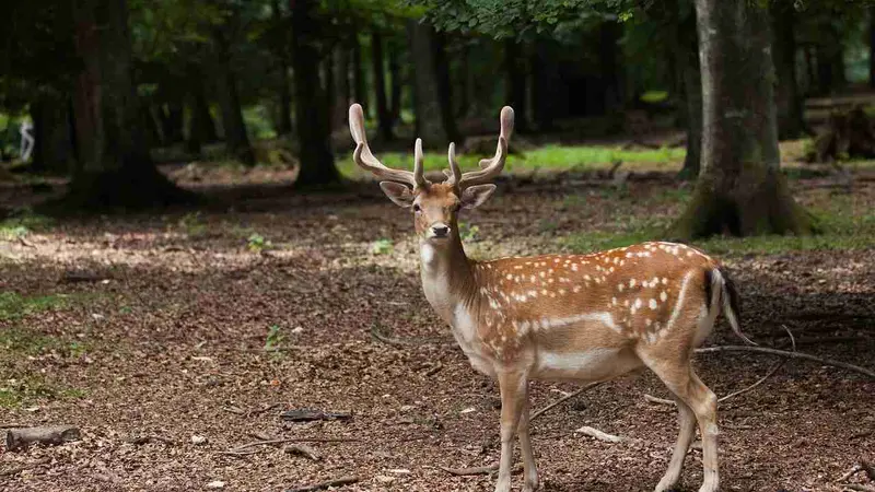 40 daims évadés d'un parc dans les Ardennes