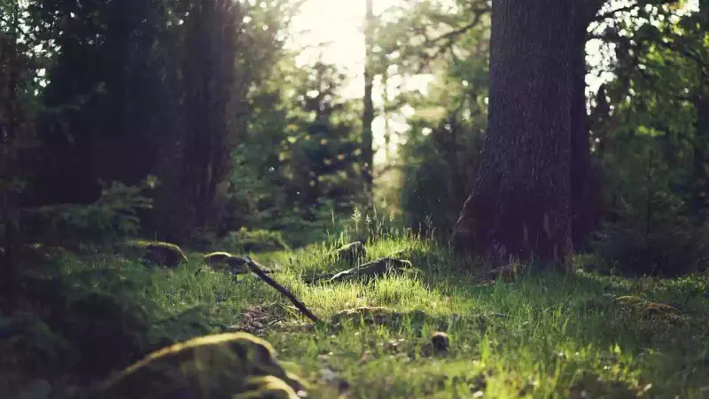 Pas de forêt primaire dans les Ardennes