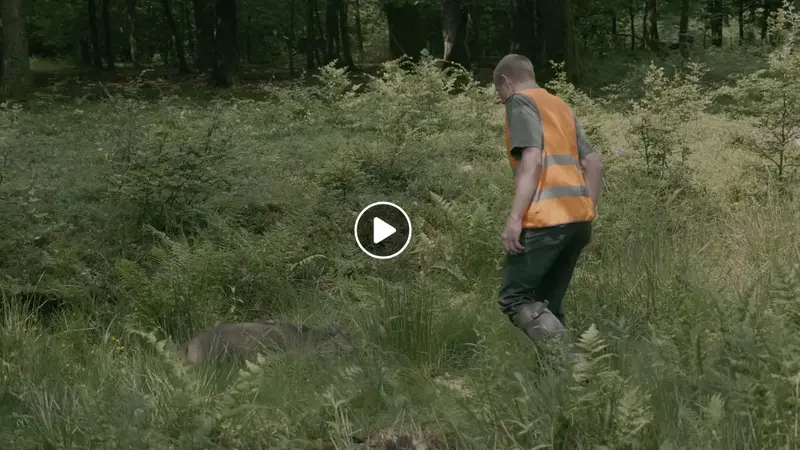 Un jour avec les forestiers contre la peste porcine (vidéo)
