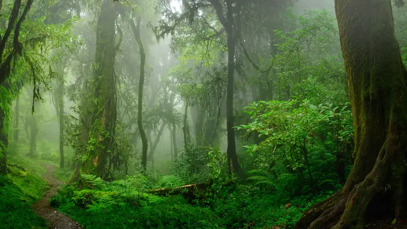 Le projet de forêt primaire sans homme, sans chasse de Francis Hallé