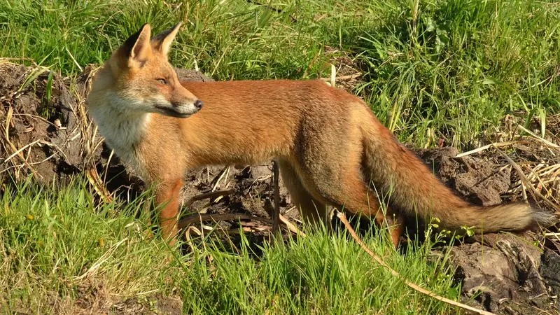 Savez-vous ces 5 choses sur le renard ?