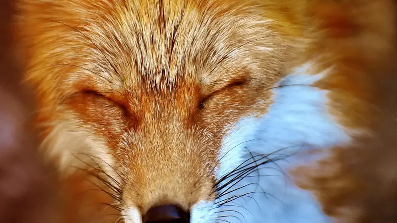 Finlande : 120.000 renards et visons abattus à cause de la grippe aviaire