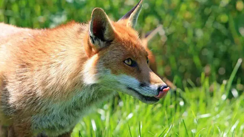 Dégâts de renard en Aveyron