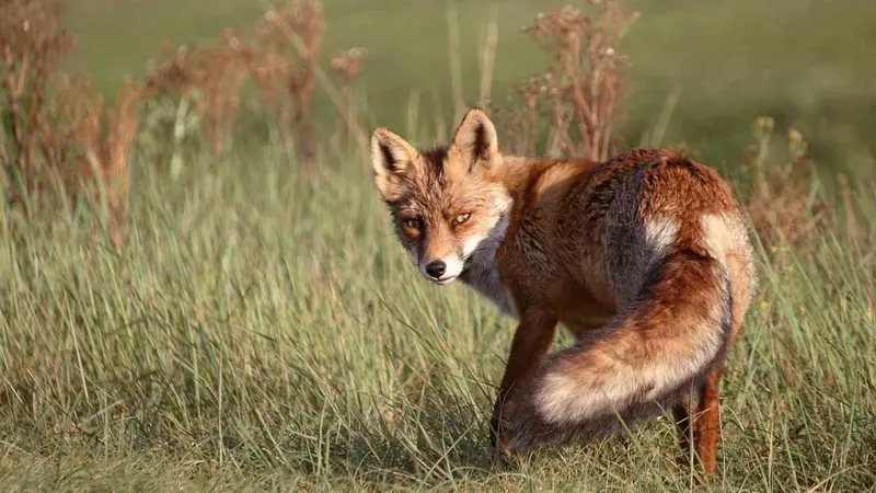 Photo de chasse en espagne fait polémique
